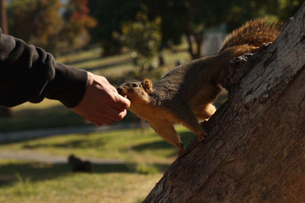 A man feeds a squirrel some nuts at McArthur Park
