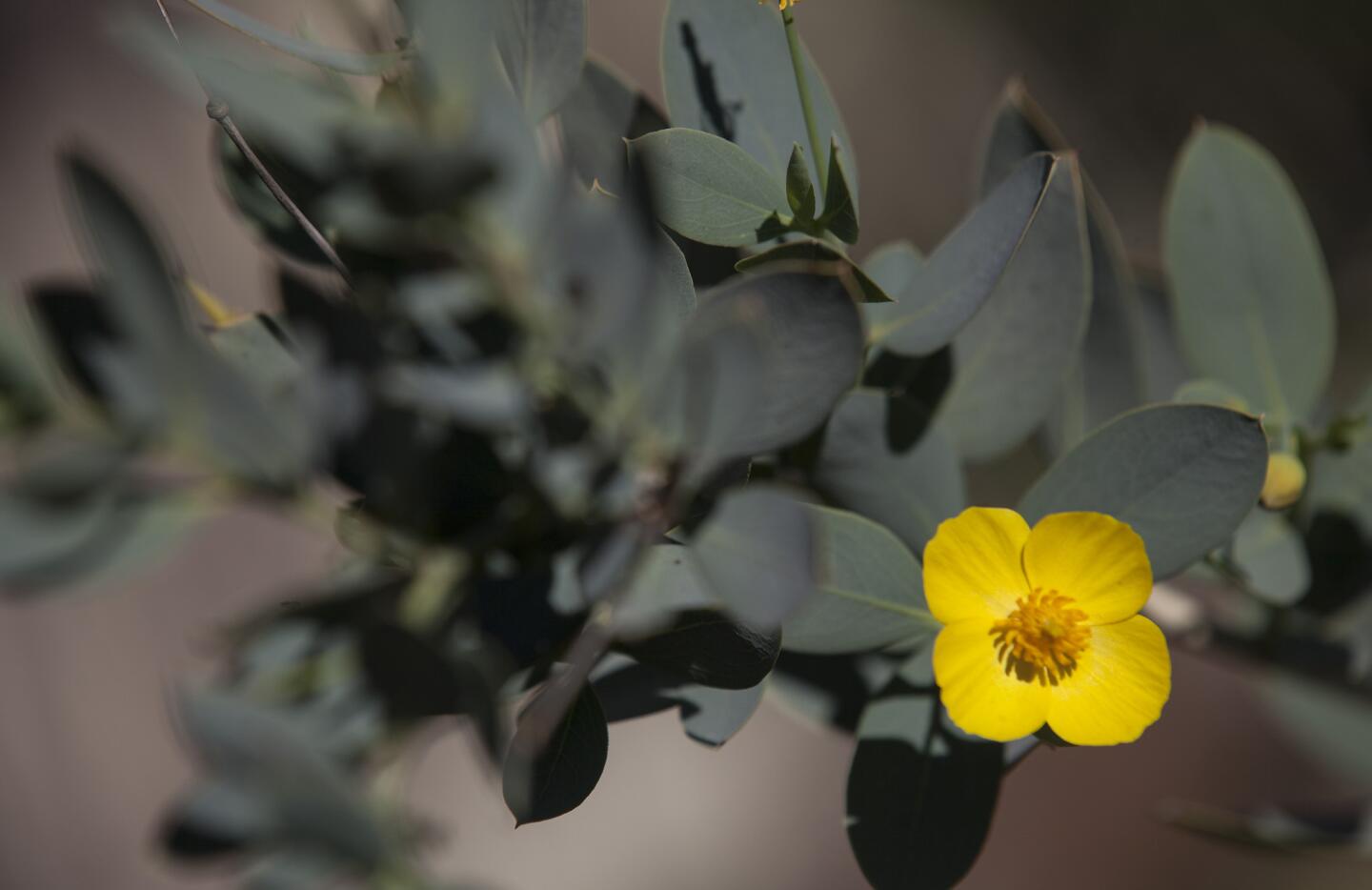 Native garden tour