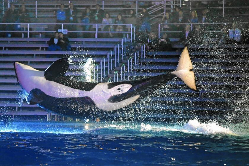 An orca leaps above its pool during a performance at SeaWorld San Diego.