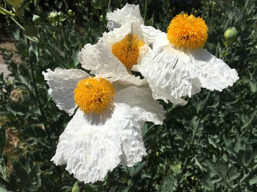 The flowers are white with large yellow layered centers 