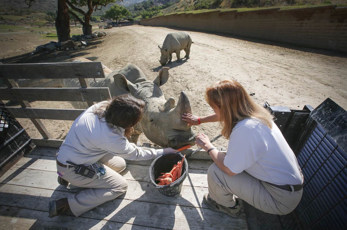 Katie Garagarza, left, a senior zookeeper at the San Diego Zoo Safari Park, and her mom, Jane Kennedy, right, a lead zookeeper at the park, feed "Chuck," a 48-year-old southern white rhino. (Howard Lipin/Union-Tribune)