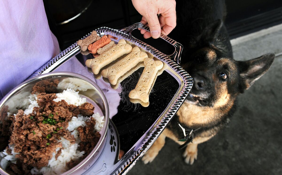 Pelle, a German sheperd, is served a meal of chopped hamburger meat with rice and an assortment of milk bones on the patio at The Morrison.