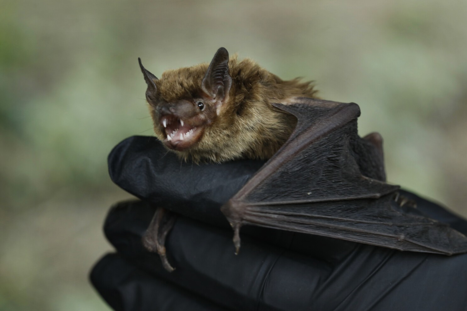 Bats Linked To Coronavirus But Can Bats Get It From Humans Los Angeles Times