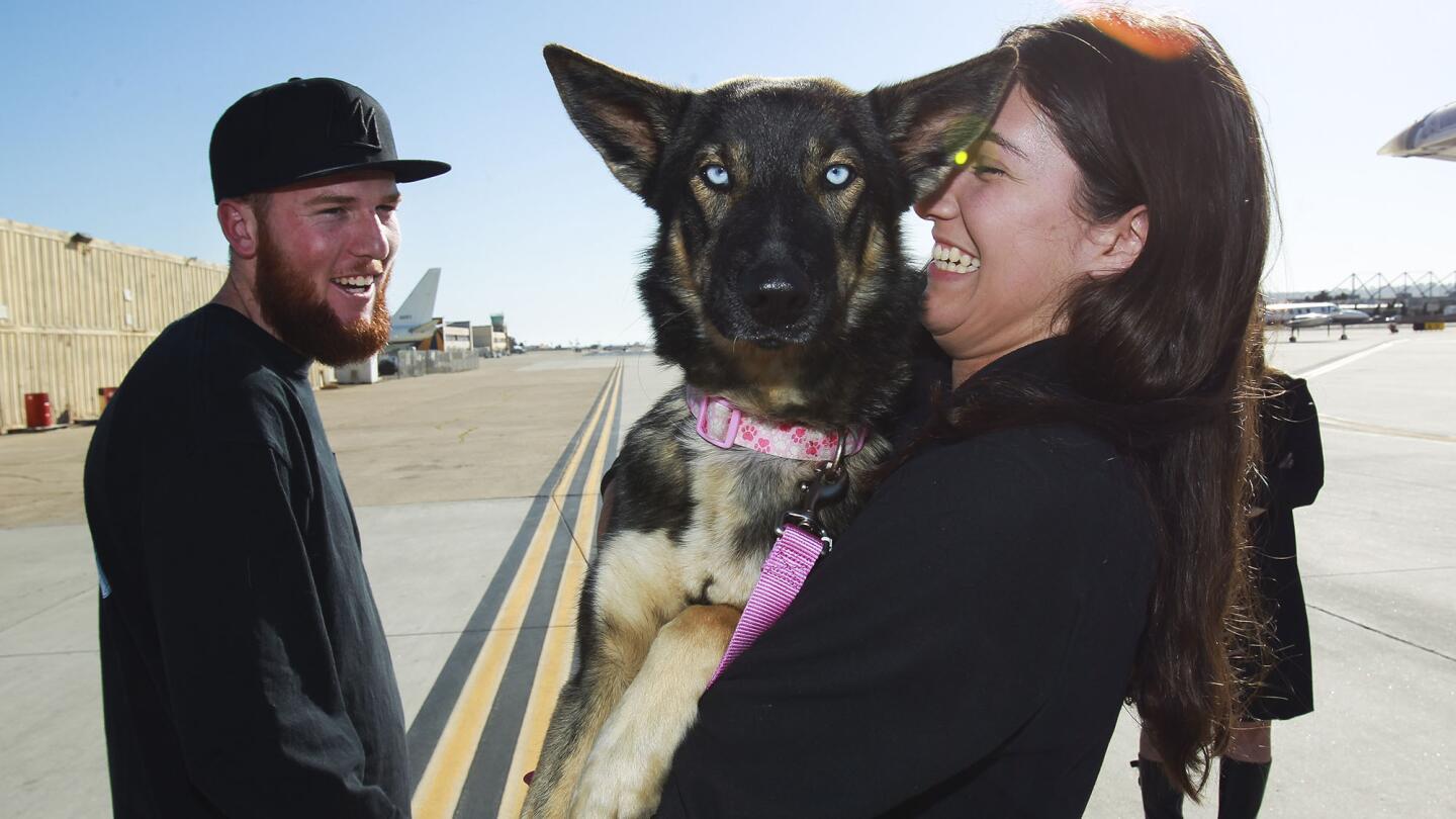 Jordyn Kastlunger hugs Luna, a 1 1/2-year-old German shepherd-husky mix who fell off a fishing boat in February and was found this week on San Clemente Island. She and Conner Lamb take possession of the pooch Wednesday at Naval Base Coronado for the dog's owner.