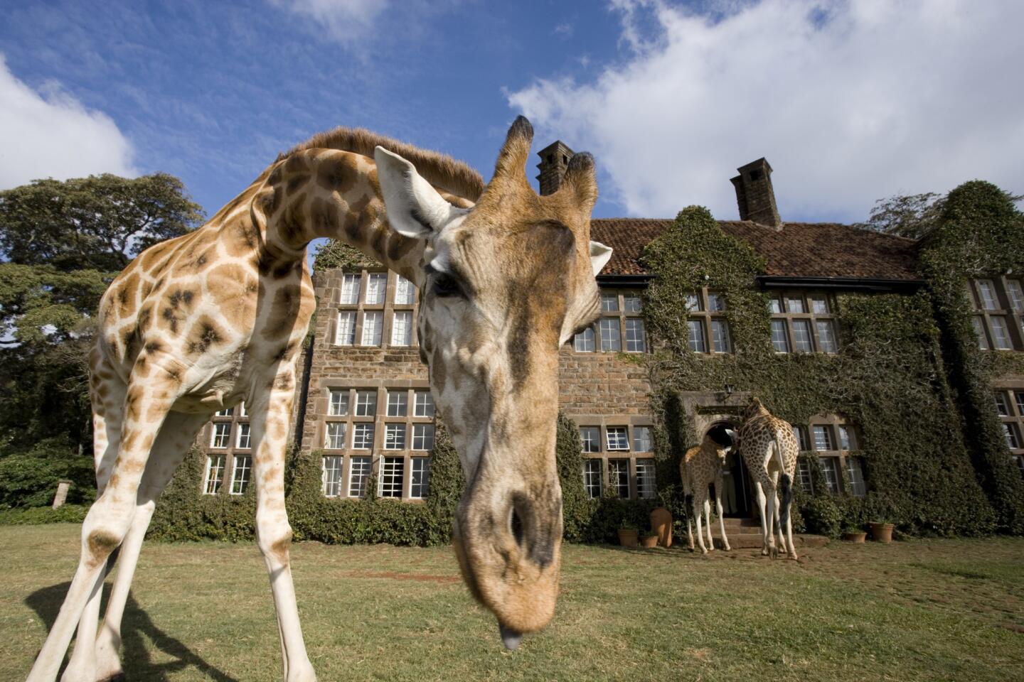 This is not your cookie-cutter luxury hotel. Sure, the stately manor boasts terraces, luxury rooms, an on-site massage therapist and gardens. But the surrounding grounds are home to a herd of giraffes who love to pop their heads through the windows and see what's going on inside. Guests may also enjoy sharing a meal with locals. Thesafaricollection.com
