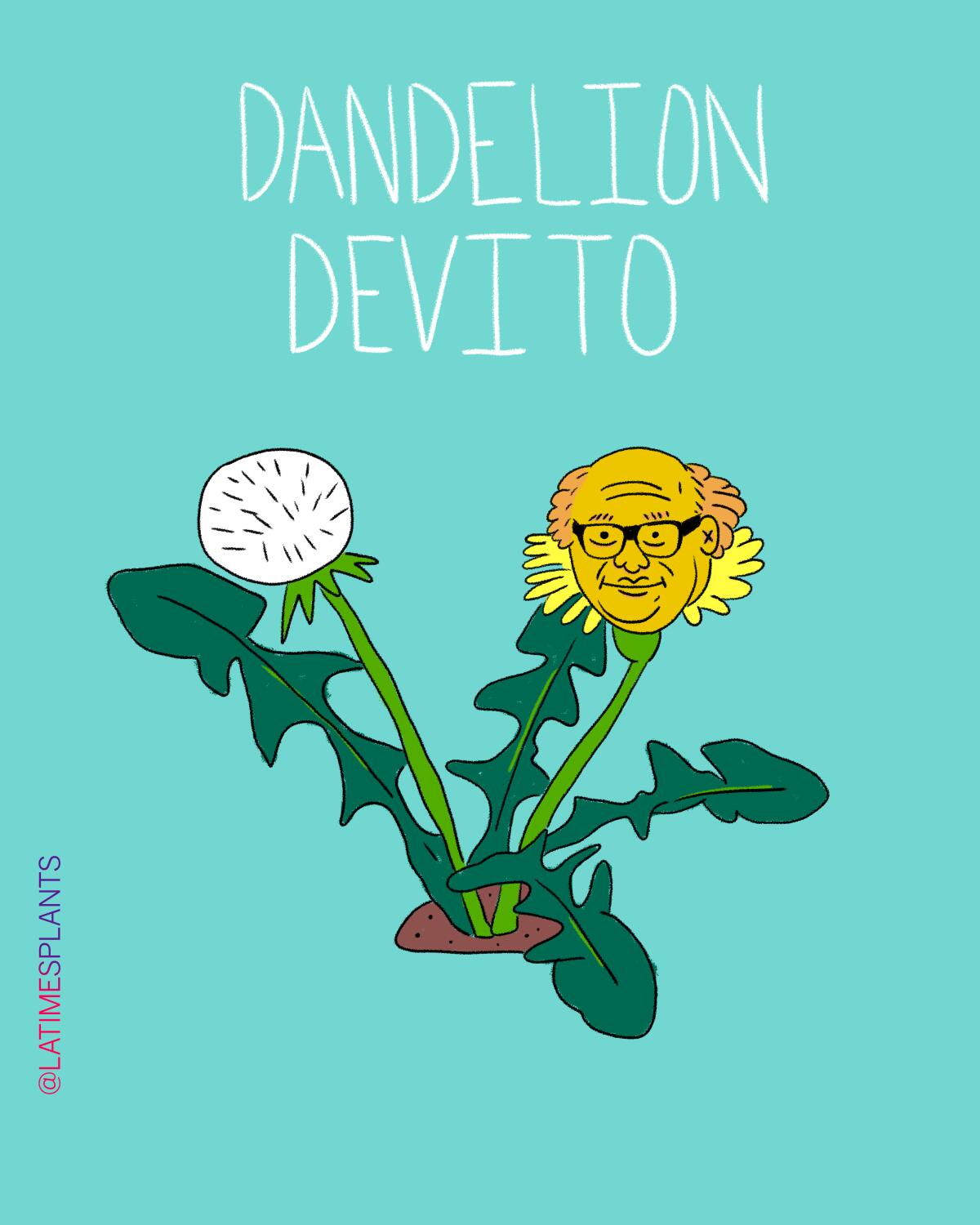 Dandelion devito