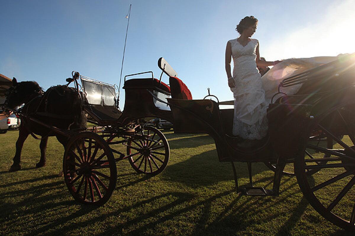 Las Vegas Horse Carriage  Weddings, Special Events & Photography