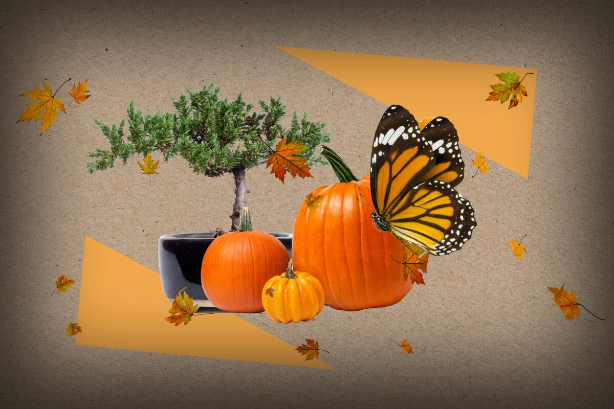 An illustration of iconic images of upcoming fall events, including pumpkins and turning leaves.