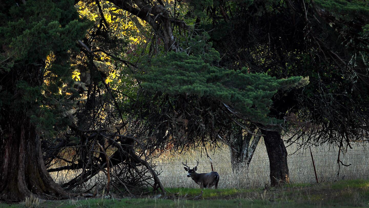 Deer in the preserve