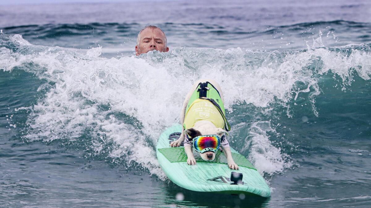 Two major international surf championships this weekend in San Diego County