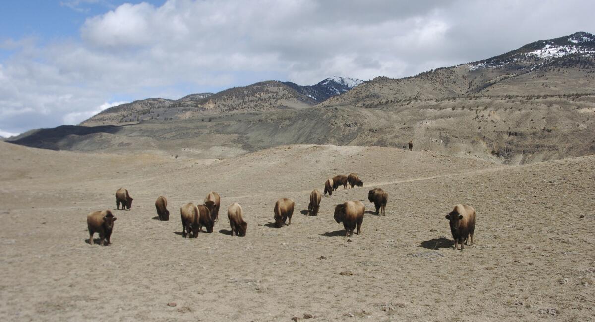 A small group of bison grazing at Yellowstone National Park near Gardiner, Mont.