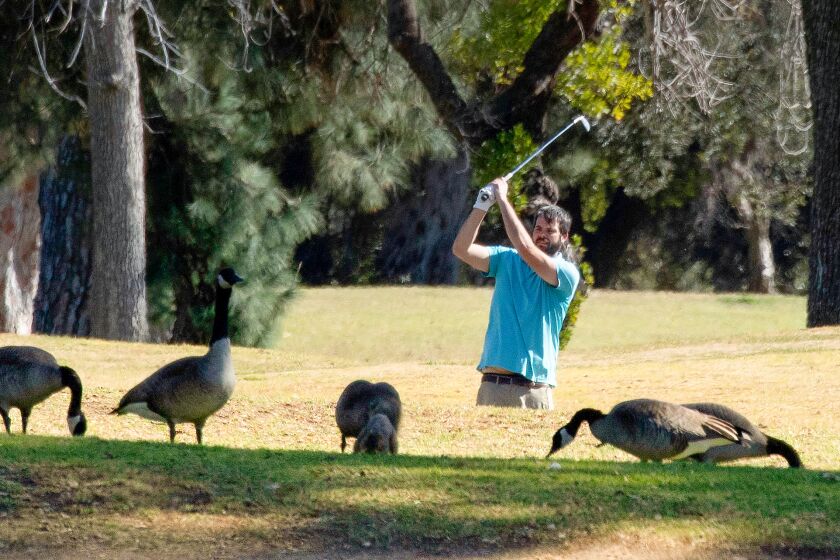 A golfer takes a shot as a gallery of disinterested Canada geese feed nearby at Balboa Golf Course in Van Nuys