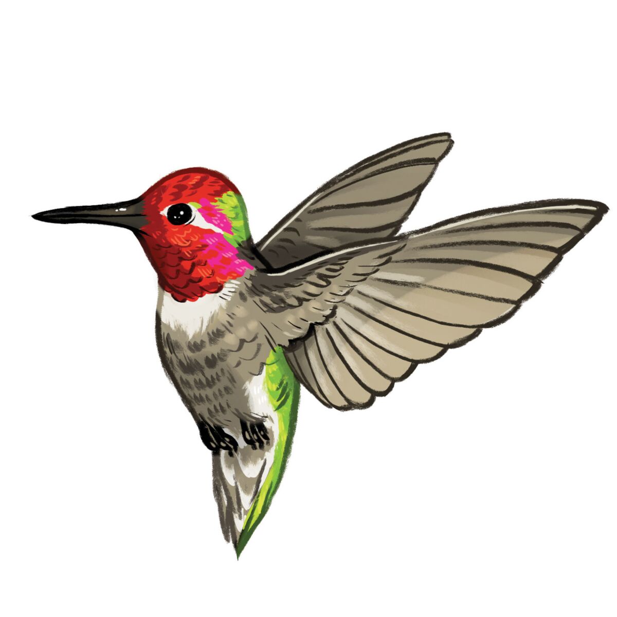 Illustration of a red faced hummingbird