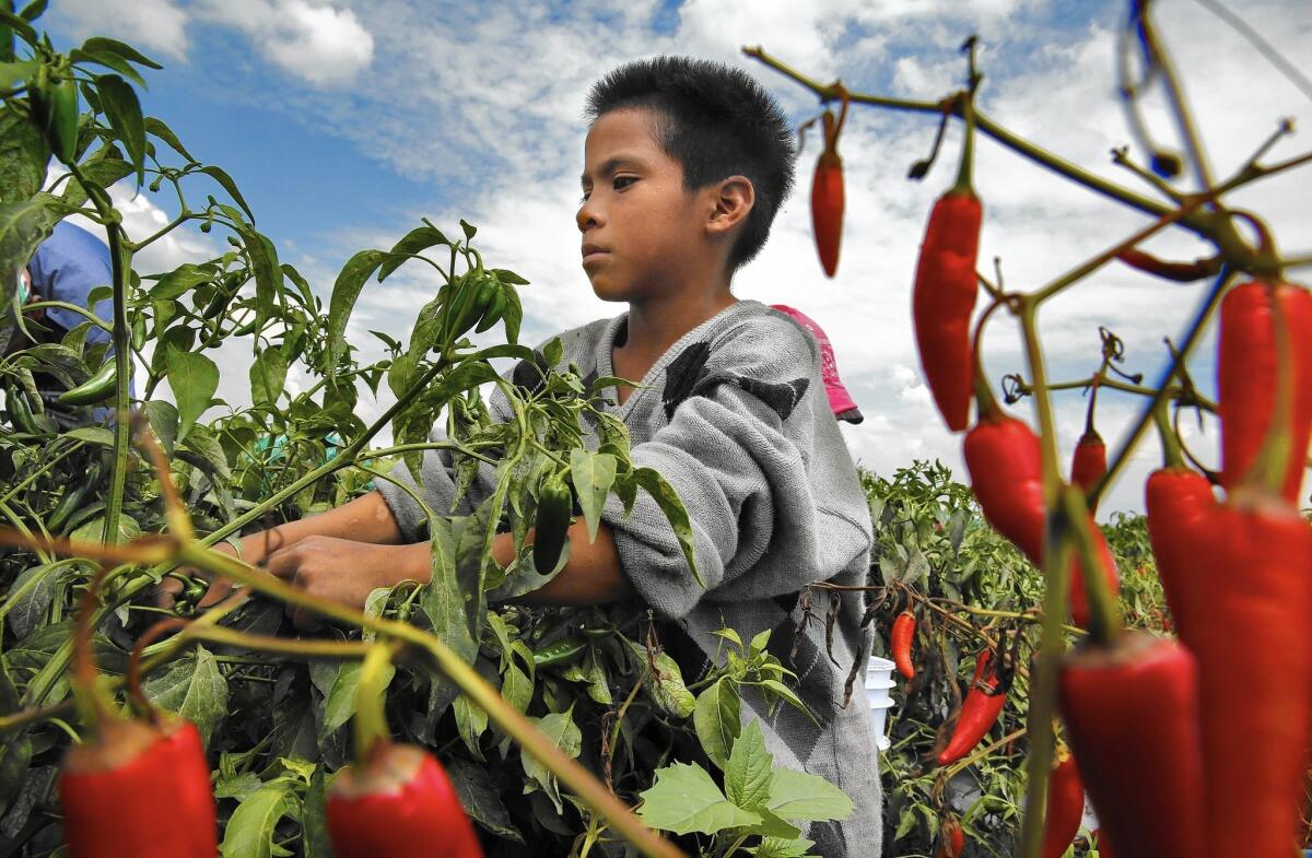 The "Product of Mexico" series spotlighted the conditions behind some of the produce in U.S. markets, such as child labor at this Leon, Guanajuato, Mexico, farm.