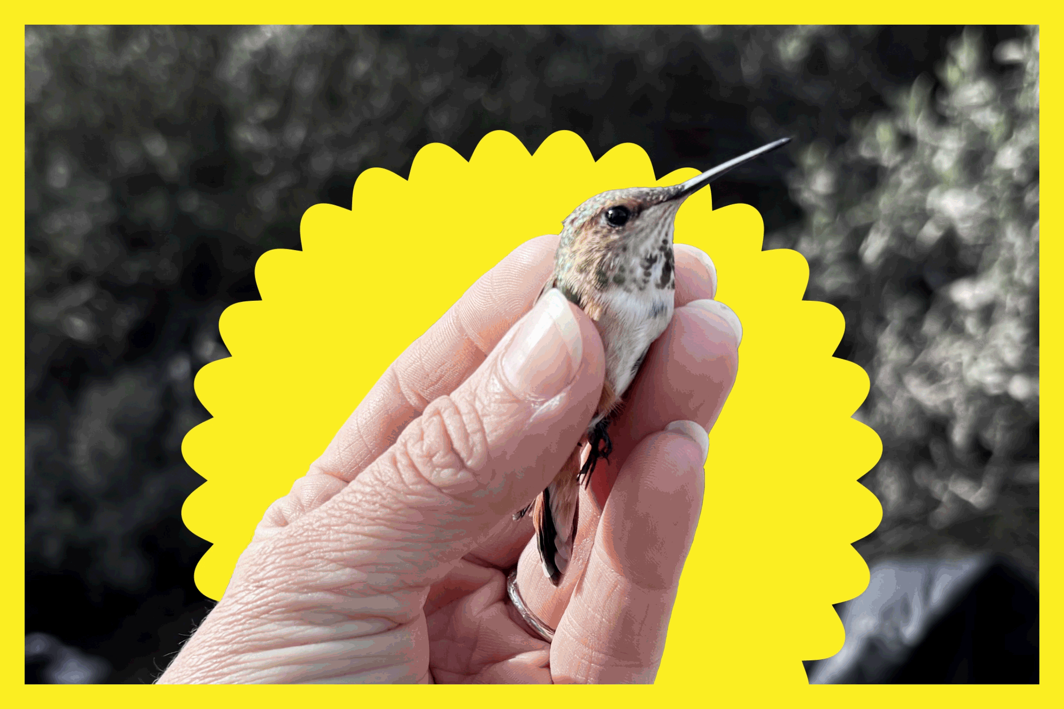 3 L.A. activities where you can observe wildlife up close - Los Angeles ...