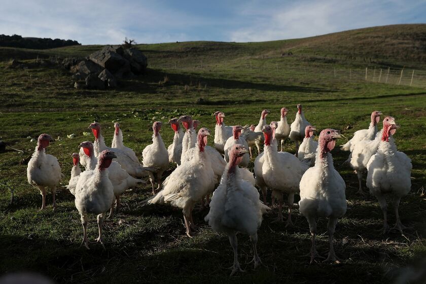 PETALUMA, CA - NOVEMBER 21: Broad Breasted White turkeys stand in their enclosure at Tara Firma Farms on November 21, 2017 in Petaluma, California. An estimated forty six million turkeys are cooked and eaten during Thanksgiving meals in the United States. (Photo by Justin Sullivan/Getty Images)