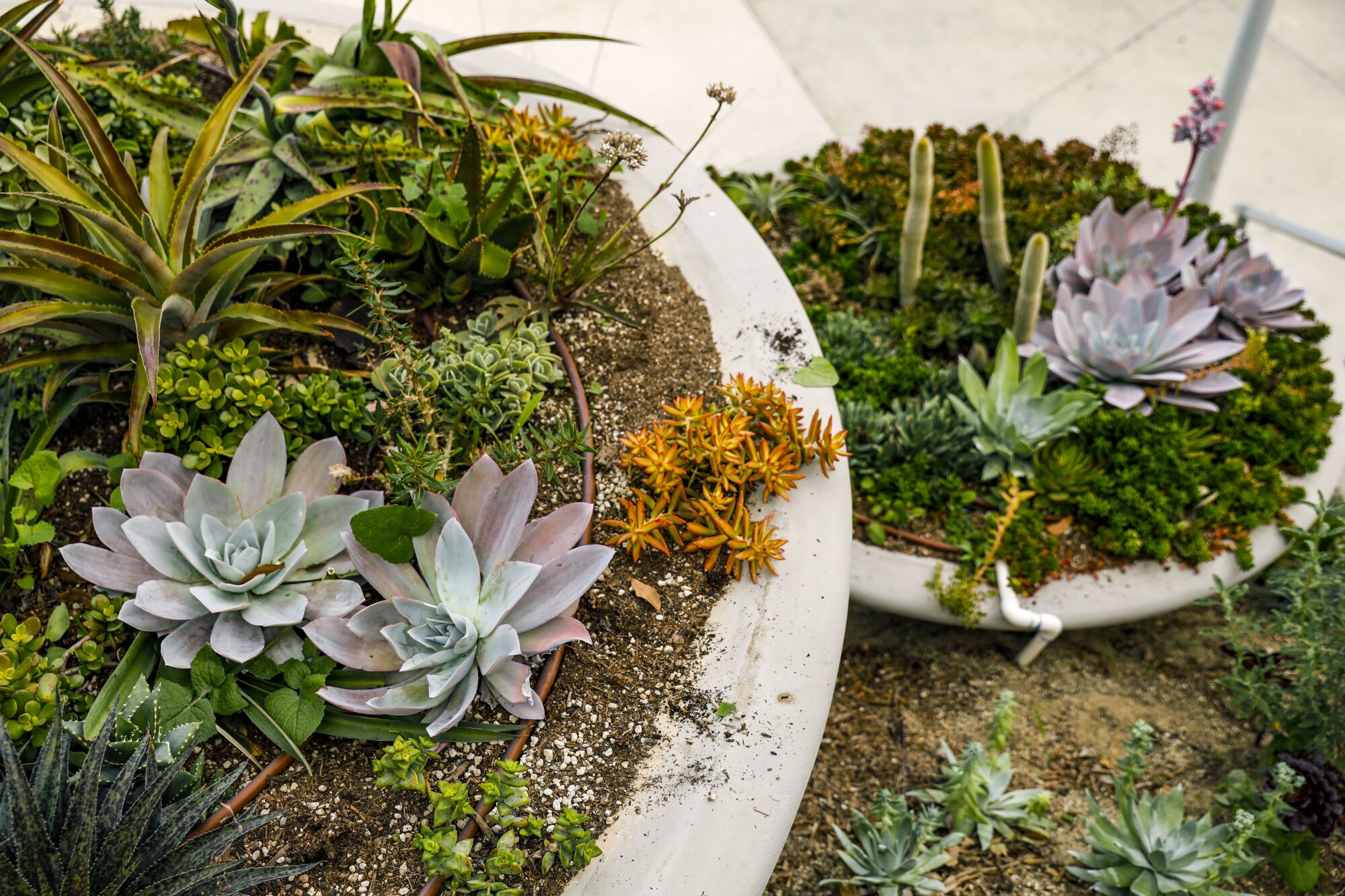 Succulents and cactuses spill from martini-shaped concrete planters.