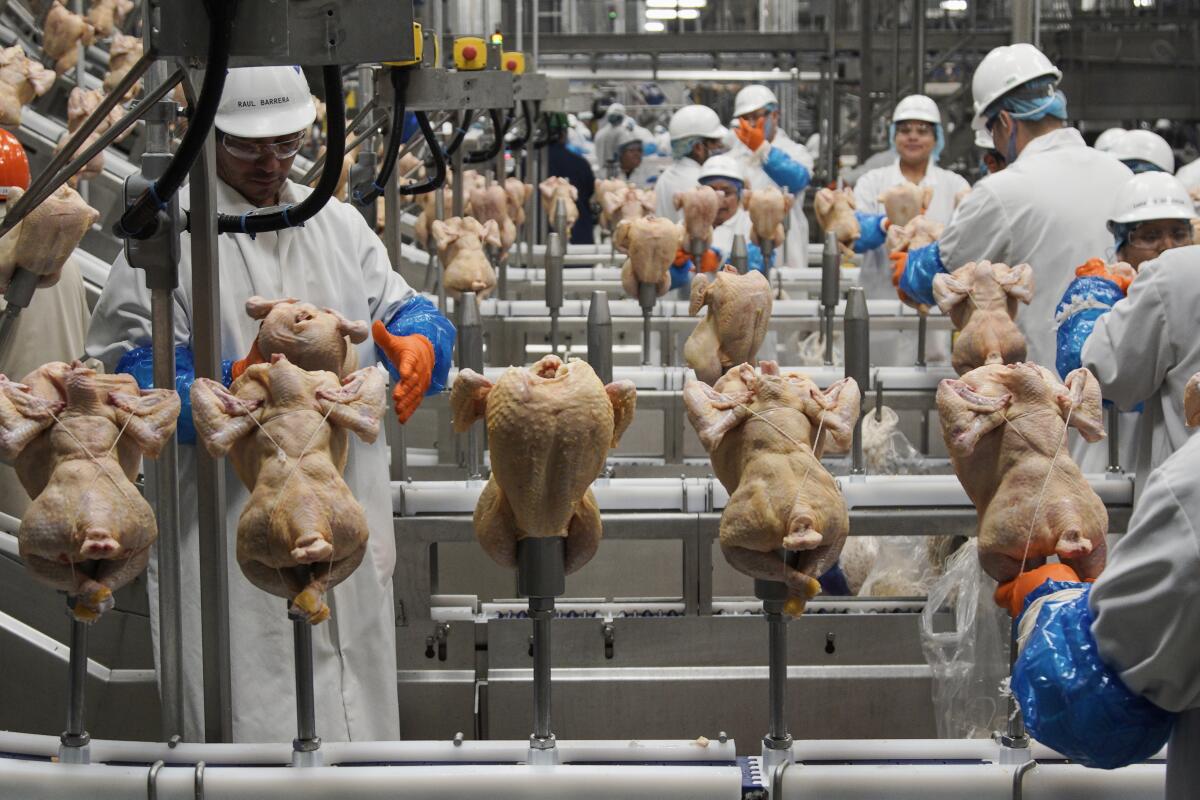 FILE - Workers process chickens at a poultry plant in Fremont, Neb., Dec. 12, 2019. The federal government on Monday, Aug. 1, 2022, announced proposed new regulations that would force food processors to reduce the amount of salmonella bacteria found in some raw chicken products or risk being shut down. (AP Photo/Nati Harnik, File)