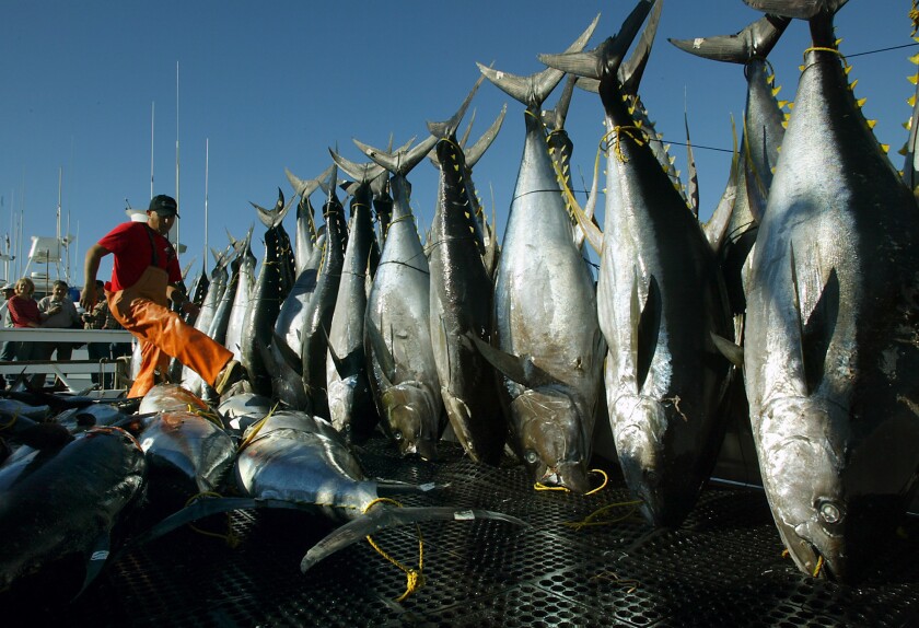 Levels of methyl mercury, a form of the toxic metal that is hazardous to humans, have been rising steadily since 1998, according to a new study. Here, a deck hand maneuvers his way around a record catch of yellowfin tuna aboard a San Diego boat in 2003.