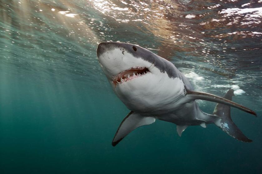 A great white shark swims in waters off the Neptune Islands.