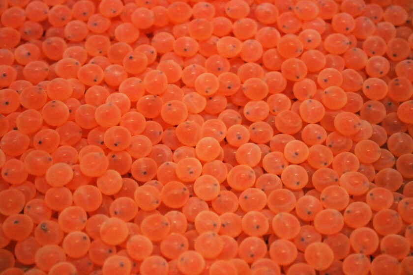 A close-up of salmon eggs at Livingston Rocks National Fish Farm before the eggs are placed in the fridge.