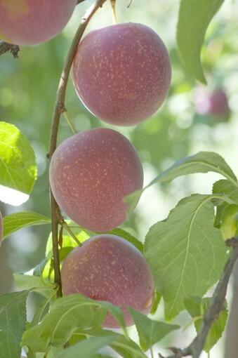 Cherry-plum hybrid