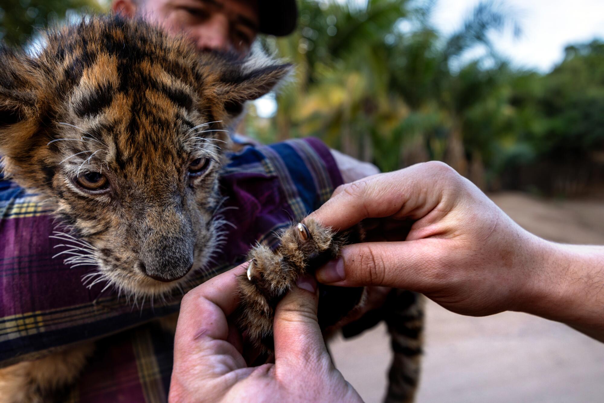 A man holds the paw of a  Bengal tiger cub.