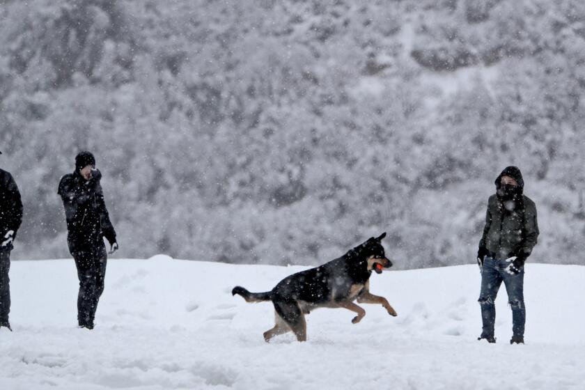 A dog frolicks in the snow on a large turn out near Mt. Wilson Rd. and Angeles Crest Highway (Highway 2) in the Angeles National Forest north of La Canada Flintridge, on Thanksgiving Day, Thursday, Nov. 28, 2019. Many cars were seen driving up Highway 2 for the Winter wonderland sights.