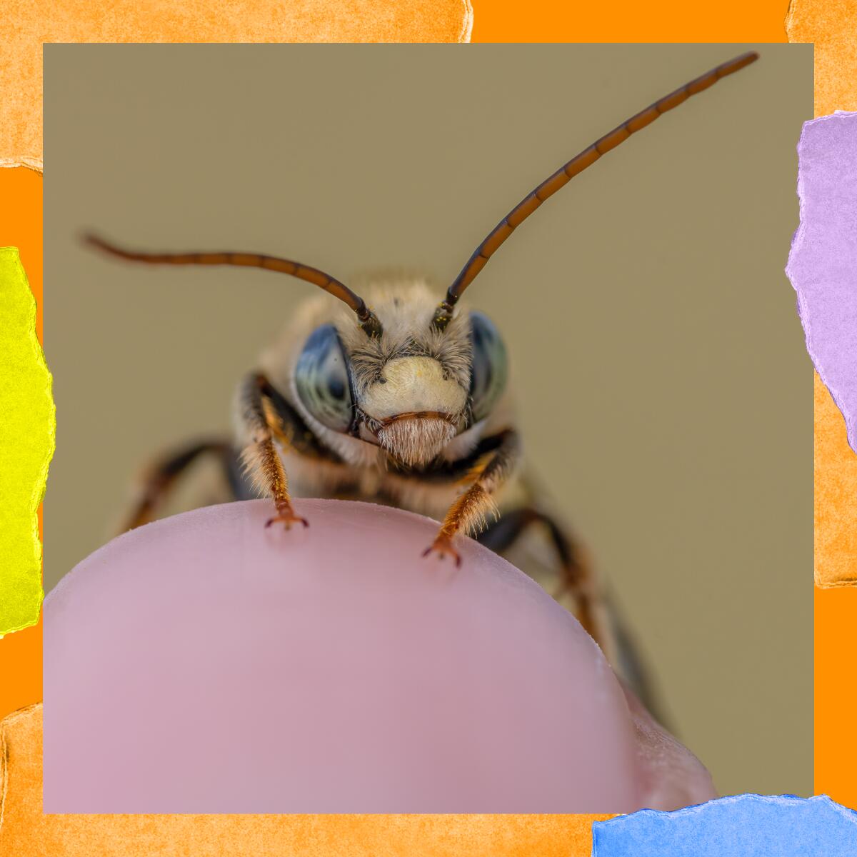 Furry insect on a finger