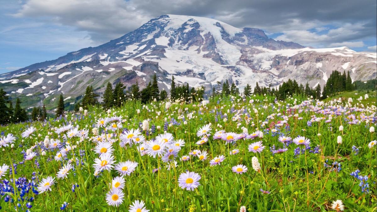 Mt. Rainier in Washington's Cascades is a prime wildflower spot.