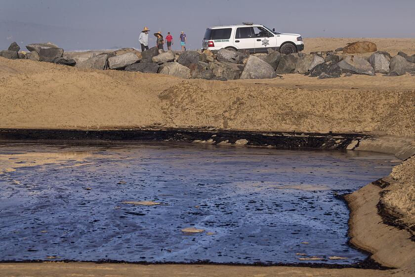 Huntington Beach, CA - October 03: A Huntington State Beach officer warns beach-goers to stay out of the water and away from oil with a view of a pool of oil that flowed in from the high tide and was held back by a sand berm and boom as a major oil spill washes ashore with birds feeding at the water's edge on the border of Huntington Beach and Newport Beach at the Santa Ana River Jetties Sunday, Oct. 3, 2021. Crews raced Sunday morning to contain the damage from a major oil spill off the Orange County coast that left crude spoiling beaches, killing fish and birds and threatening local wetlands. The oil slick is believed to have originated from a pipeline leak, pouring 126,000 gallons into the coastal waters and seeping into the Talbert Marsh as lifeguards deployed floating barriers known as booms to try to stop further incursion, said Jennifer Carey, Huntington Beach city spokesperson. At sunrise Sunday, oil was on the sand in some parts of Huntington Beach with slicks visible in the ocean as well. "We classify this as a major spill, and it is a high priority to us to mitigate any environmental concerns," Carey said. "It's all hands on deck." (Allen J. Schaben / Los Angeles Times)