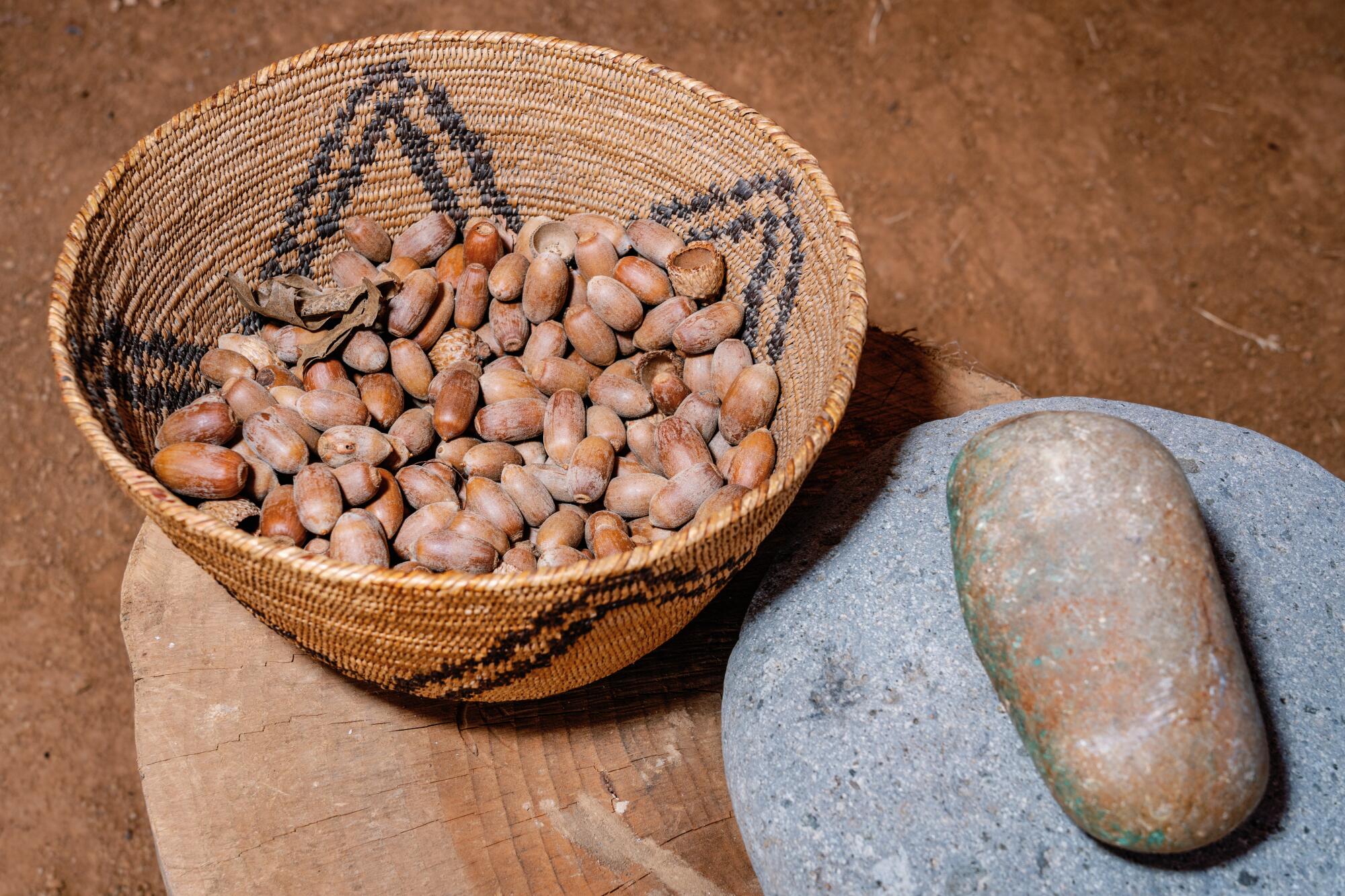 A non -broken acorn basket and a hand -used stone to hit and break the hard exterior of the external roof