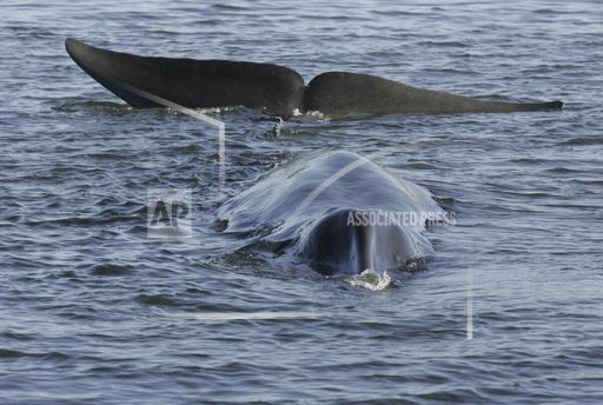 A fin whale is seen stranded, possibly stuck on its belly, in a shallow fjord on the western coast at Vejle, Denmark.