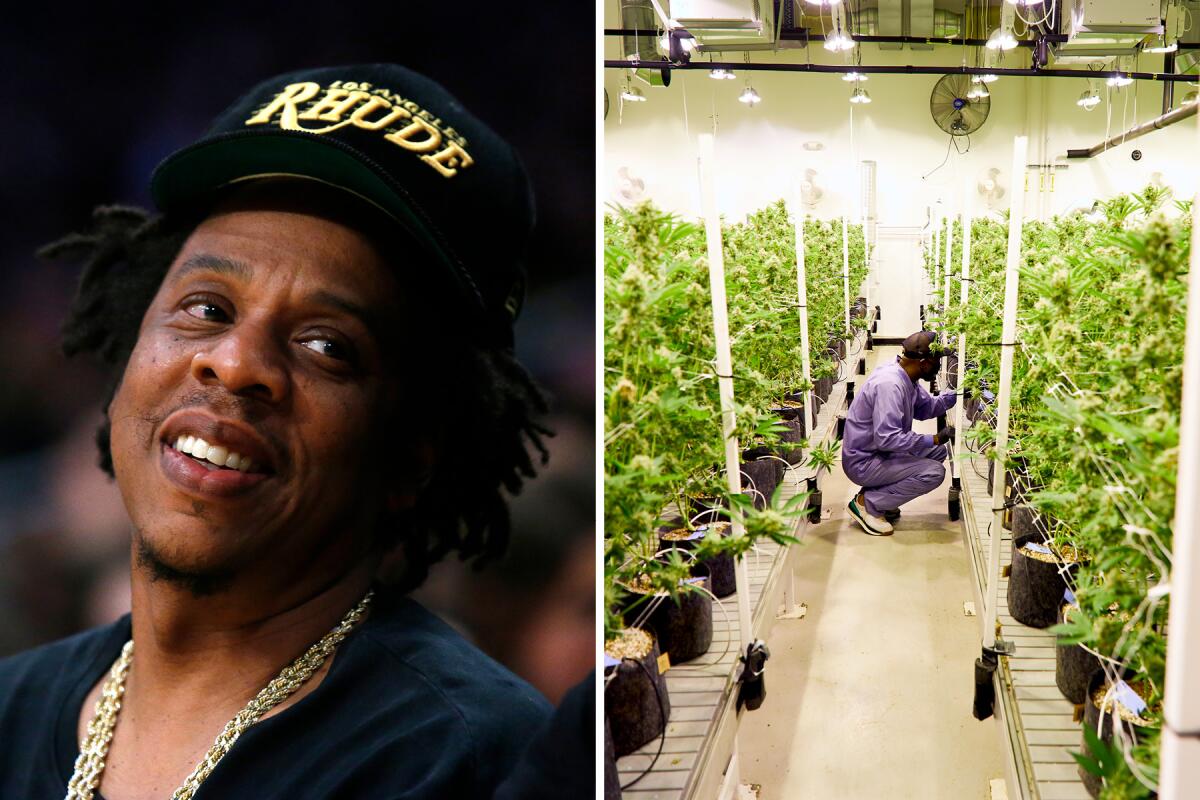 A photo of Jay-Z next to a photo of a man standing in front of cannabis plants