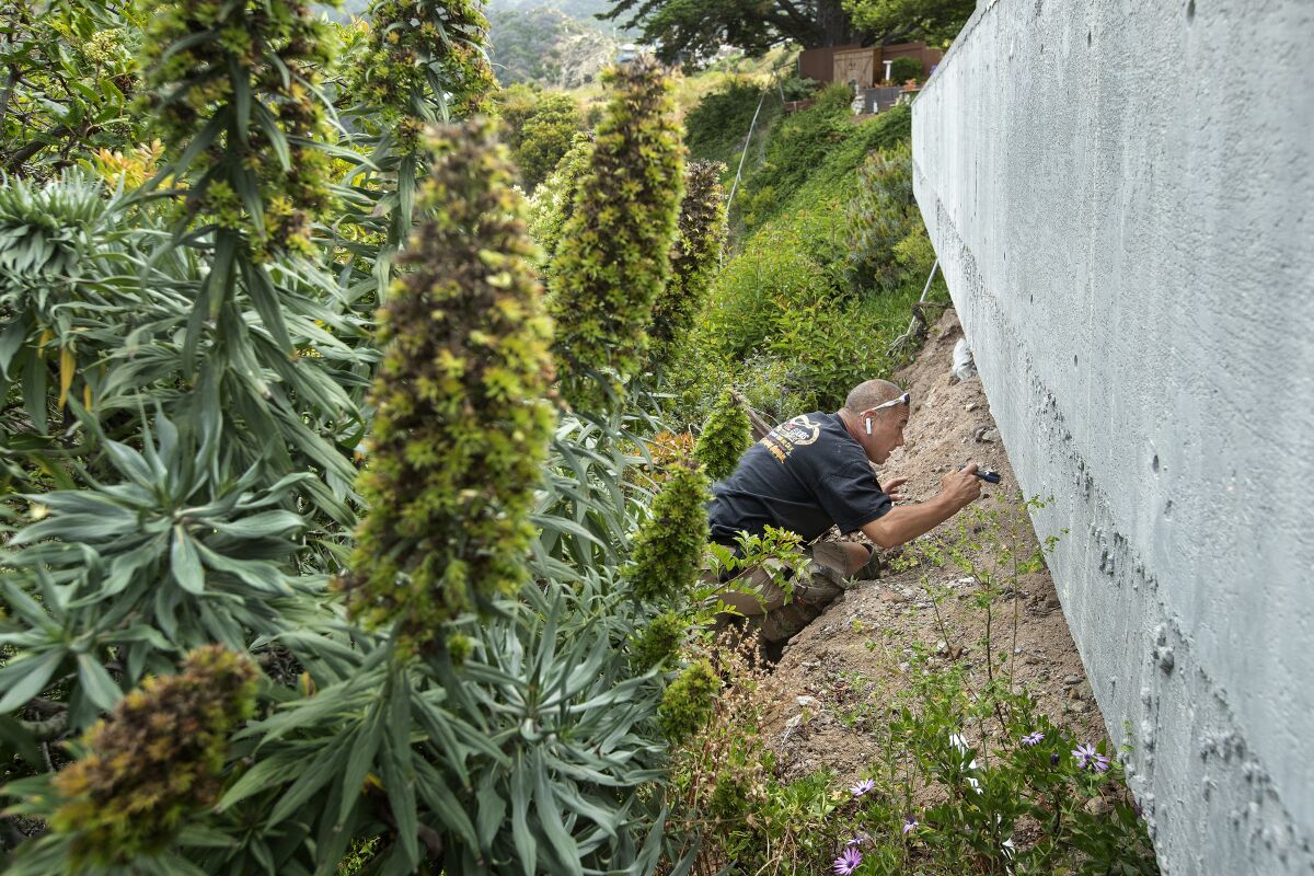 A busy year for the people who catch rattlesnakes - Los Angeles Times