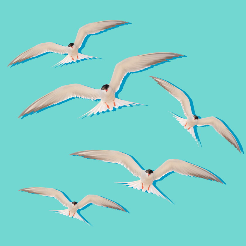 Illustration of a flock of terns