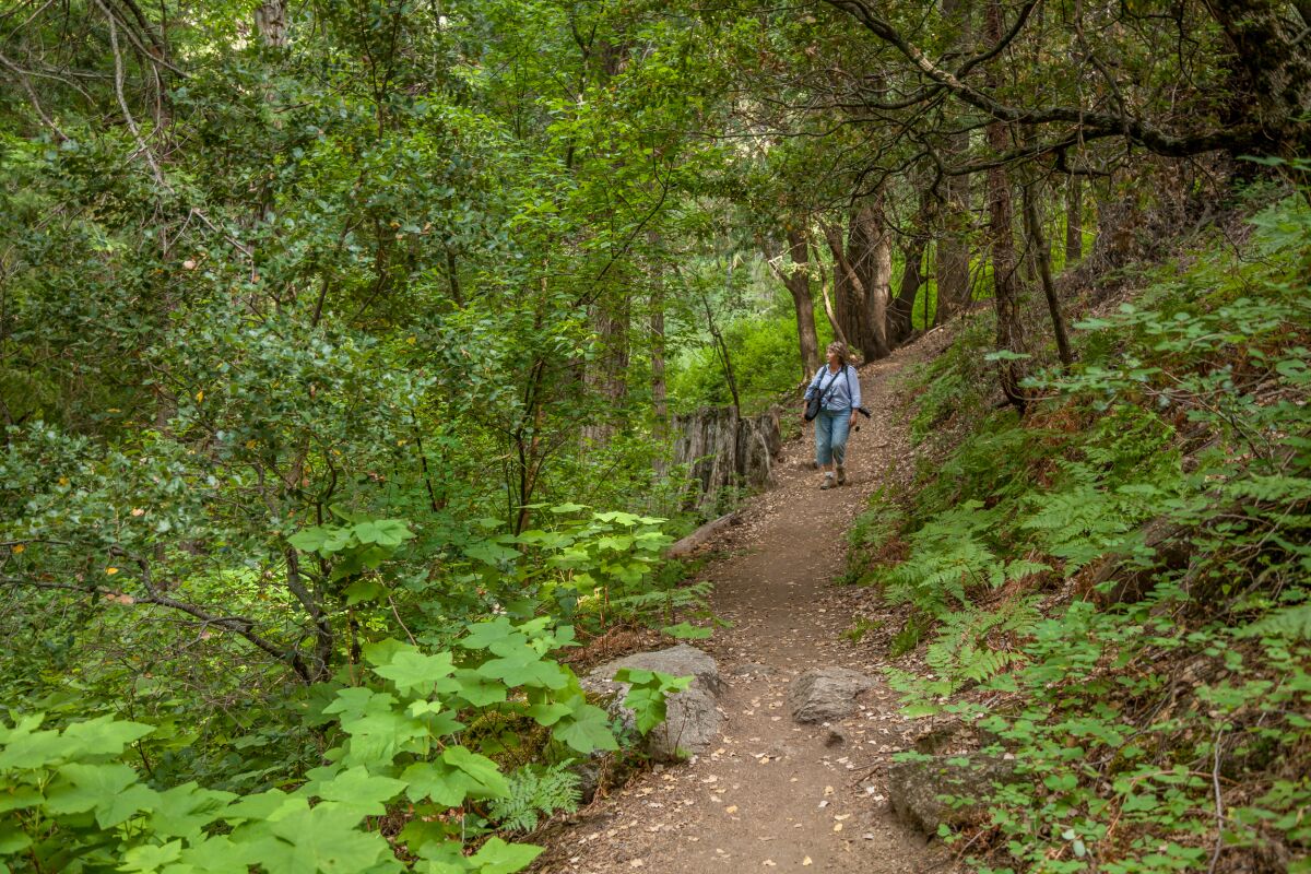 Palomar Mountain trails.