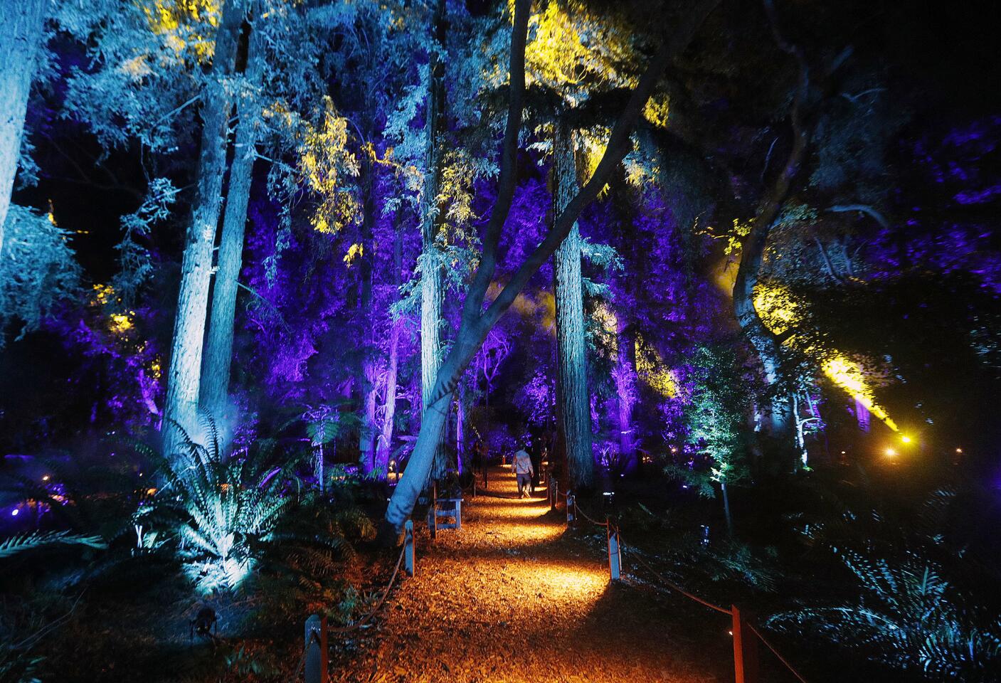 Photo Gallery: Descanso Gardens Enchanted Forest of Light