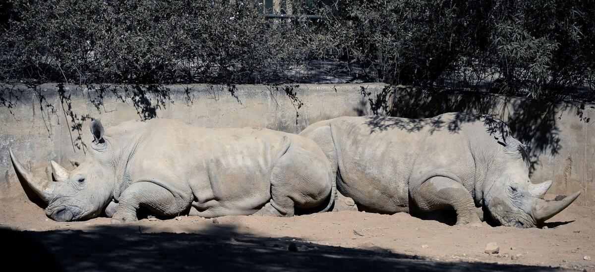 Two white rhinos at the Johannesburg Zoo. More than 500 rhinos have been killed so far this year in South Africa.