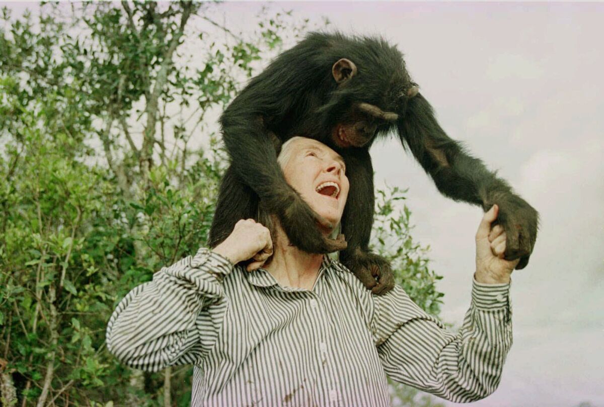 A woman plays with a chimpanzee seated on her shoulders.