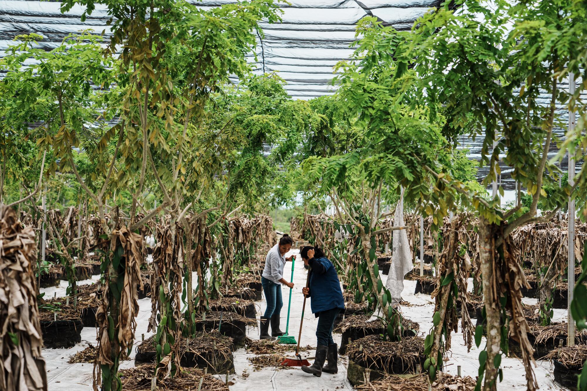 Two people sweep the floor amid plants in a greenhouse 