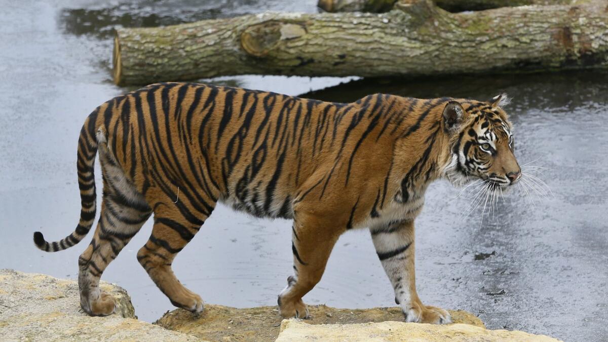 Melati, a female Sumatran tiger shown in 2013 at the London Zoo, was killed Feb. 8 by a potential mate while the two animals were being introduced.