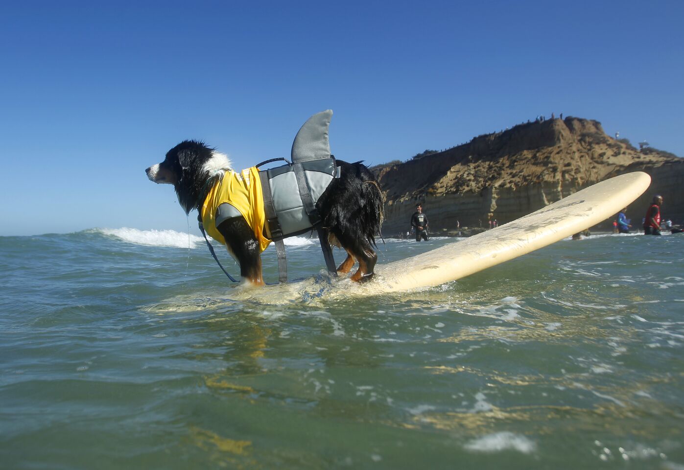 Gidget, an Australian Shepard, waits for a lift back to the surf after riding a wave in the medium division of the Helen Woodward Animal Center's 16th annual Surf Dog Surf-A-Thon.