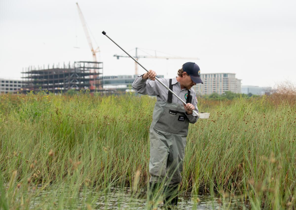 OC Vector Control Inspector John Savage searches for mosquito larvae in a marsh just north of UCI Wednesday, June 14.