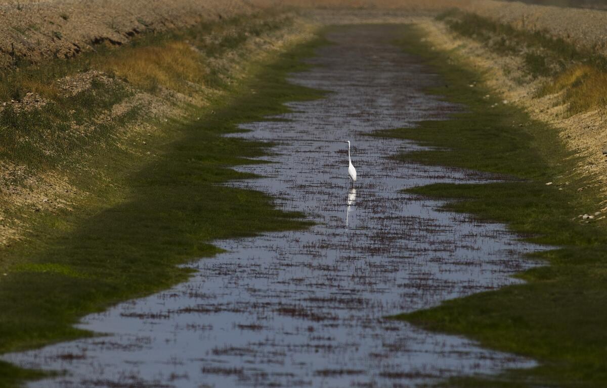 An egret searches for food in a nearly dry canal near Red Bluff in Northern California.
