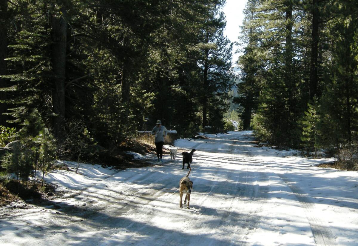 Hike or snowshoe through Donner Memorial State Park in Truckee, Calif., to experience the area's natural beauty.