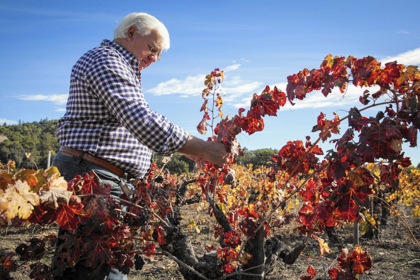 Rich Czapleski, owner of Canard Winery, dry farms all his grapes, including cabernet sauvignon and merlot. “And as a result, I think we get better quality,” he said.