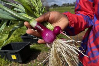 Farmer Byron Nkhoma holds an onion and radish harvested minutes earlier. 