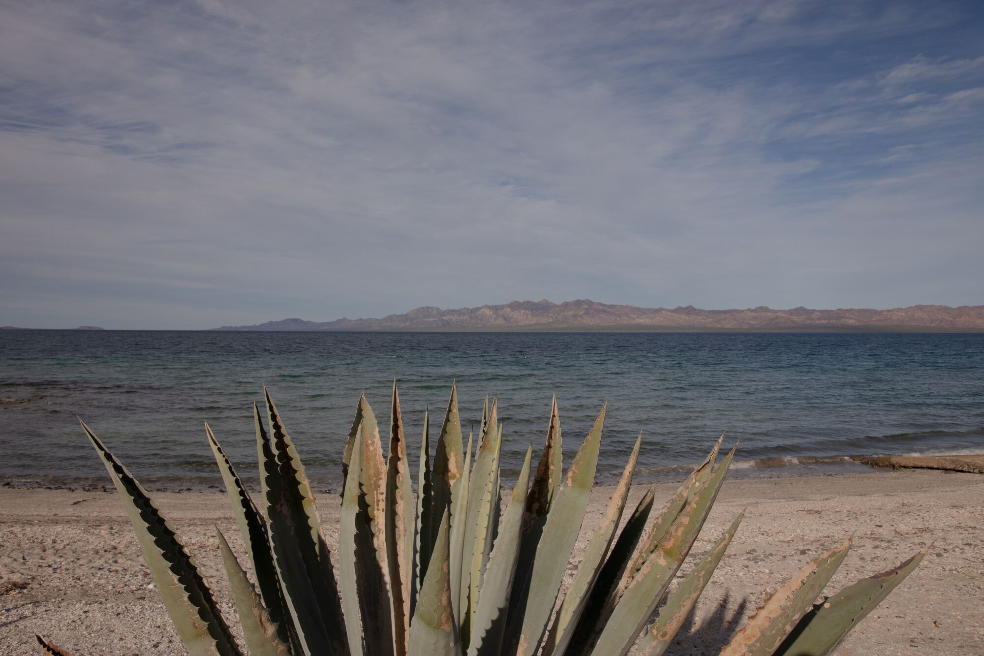 A spiky aloe-like cactus in the foreground, with a view of a bay in the background, on a sunny day.