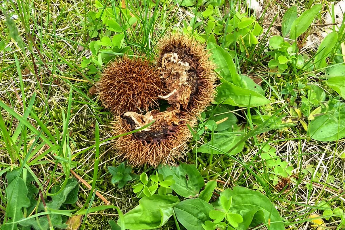 Last fall’s burs litter the ground at the Lafayette Road Experiment Station. (Julia Rosen / Los Angeles Times)